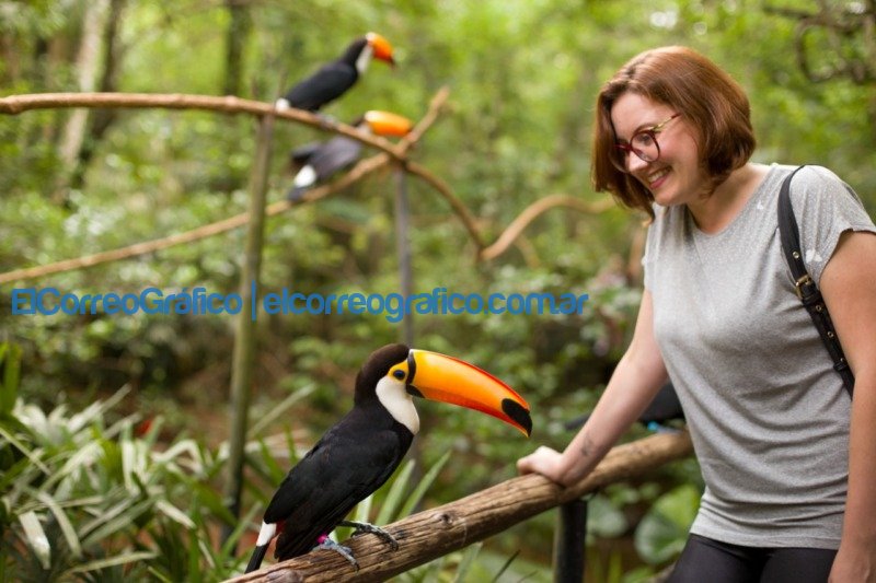 Observacion de aves en Foz de Iguazu Brasil