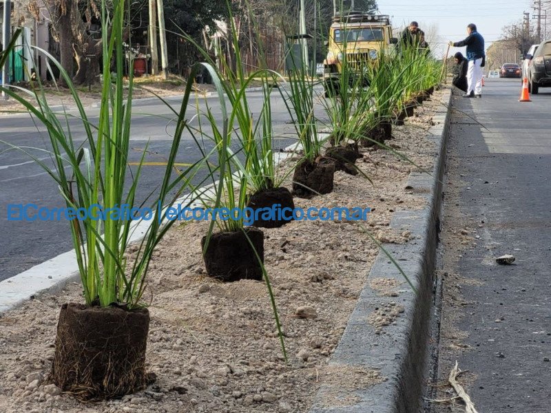 Se colocaron 400 ejemplares arbóreos en el nuevo tramo ensanchado de Avenida 131 Se colocaron 400 ejemplares arboreos en el nuevo tramo ensanchado de Avenida 131