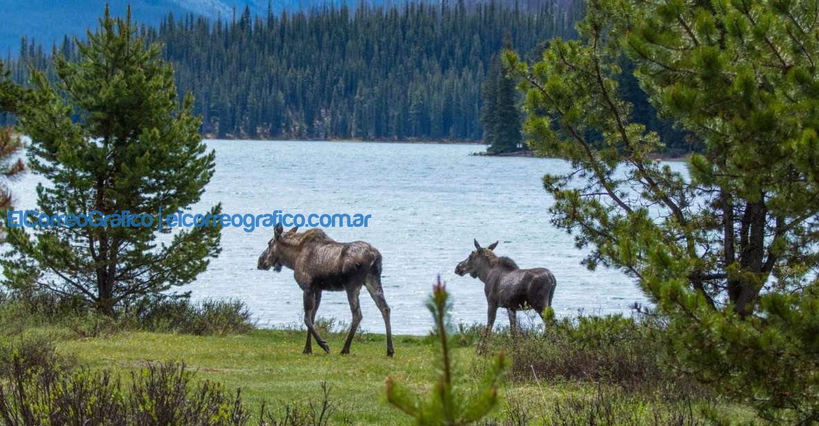 Vida silvestre en Jasper Canada