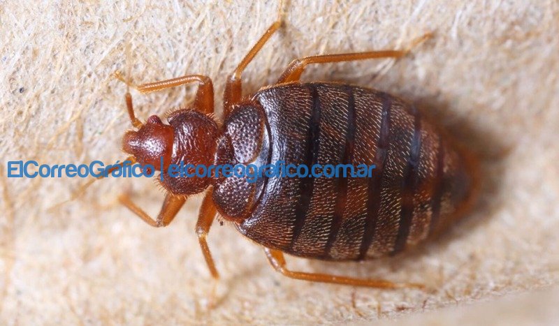 Cómo cuidarse de las molestas chinches de cama chinche de cama
