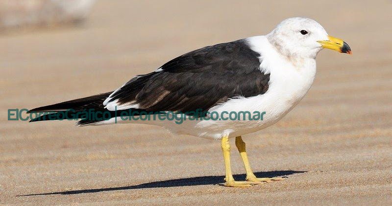 Ratifican por Ley el “Islote de la Isla Cangrejera” como Reserva Natural Gaviota Cangrejera Larus atlanticus
