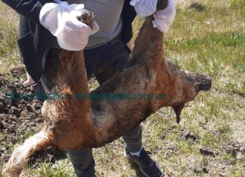 Intervención municipal a causa de presunto envenenamiento de animales Intervencion municipal a causa de presunto envenenamiento de animales2