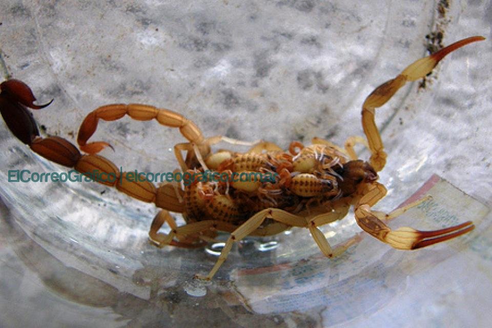 Diez recomendaciones sobre alacranes ante su posible aparición alacranes
