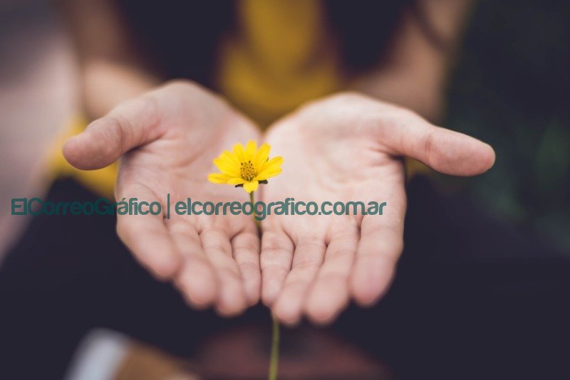 Los caminos de la vida: donde encontrar recomendaciones positivas selective focus photography of woman holding yellow petaled flowers