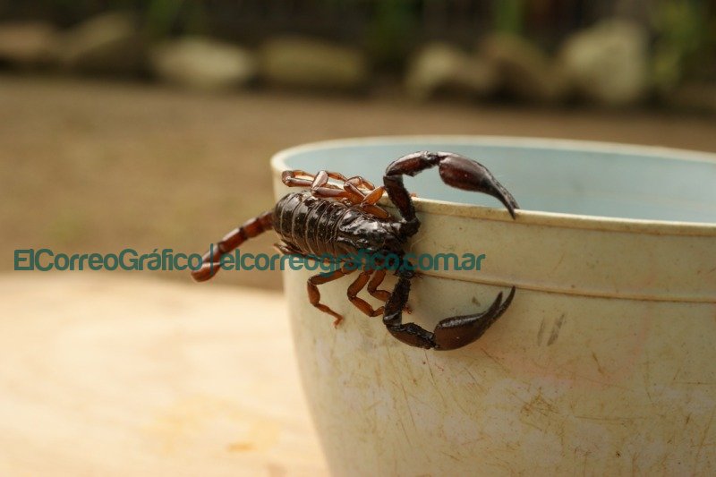 Alacranes: cómo mantenerlos lejos del hogar y los pasos a seguir frente a una picadura alacran, nature, finland
