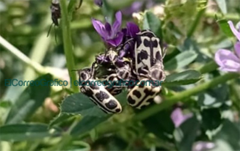 7 de oro Astilo moteado Astylus atromaculatus Advertencia sobre la presencia de un escarabajo que puede matar al ganado vacuno1