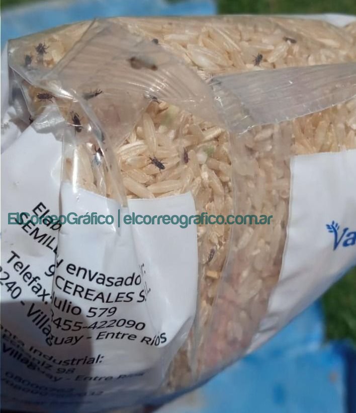 Cagliardi entrego arroz con gorgojos a comedores de escuelas 1