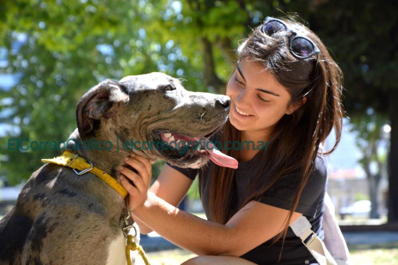 Convocatoria para sumar médicos veterinarios y auxiliares Convocatoria para sumar medicos veterinarios y auxiliares La Plata