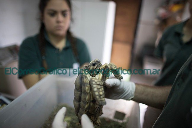 El ex zoológico de CABA trabaja con la provincia de Buenos Aires y otras 15 provincias en la conservación de especies en peligro El ex zoologico de CABA trabaja con la provincia de Buenos Aires y otras 15 provincias en la conservacion de especies en peligro 1