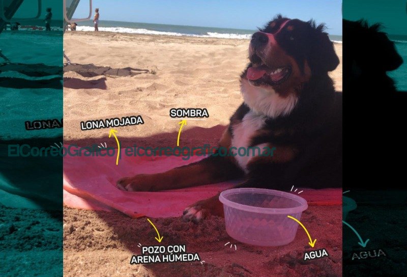 Vacaciones en familia: recomendaciones para veranear con perros y gatos Vacaciones en familia recomendaciones del Municipio para veranear con perros y gatos12