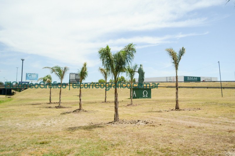Sumaron nuevas palmeras en el distribuidor de Tolosa para favorecer la absorción de agua de lluvia Sumaron nuevas palmeras en el distribuidor de Tolosa para favorecer la absorcion de agua de lluvia 2