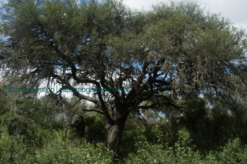 Buenos Aires sumara 15.000 hectareas de bosques nativos1