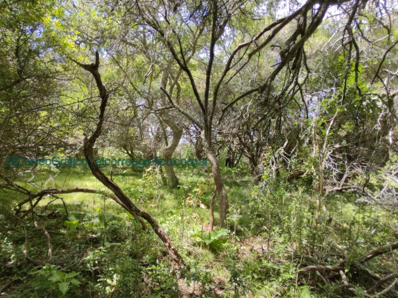 Buenos Aires sumará 15.000 hectáreas de bosques nativos Buenos Aires sumara 15.000 hectareas de bosques nativos2