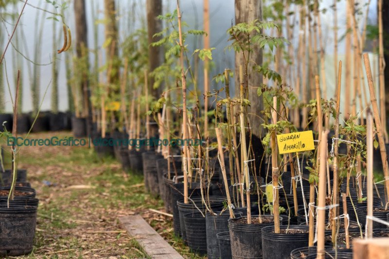La Plata entregará árboles nativos en el Parque Ecológico: ¿cómo y cuándo conseguirlos? La Plata entregara arboles nativos en el Parque Ecologico como y cuando conseguirlos 2