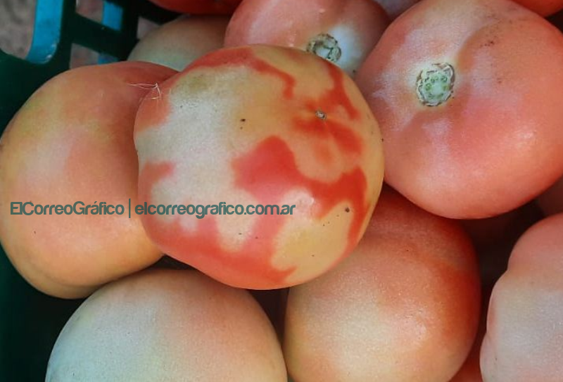 Alerta fitosanitaria por el virus rugoso del tomate, qué recaudos deben tomar los productores 1