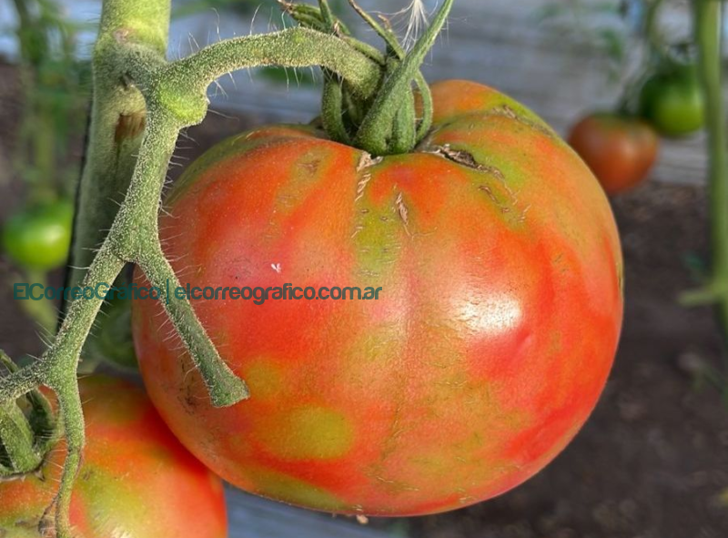Alerta fitosanitaria por el virus rugoso del tomate, qué recaudos deben tomar los productores 2