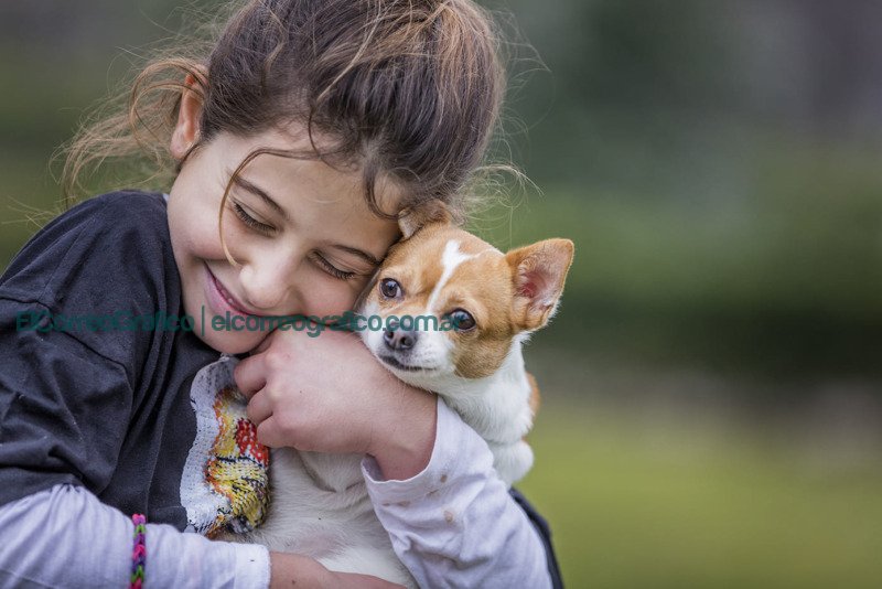Las claves para el cuidado de la salud de los perros Las claves para el cuidado de la salud de los perros 1