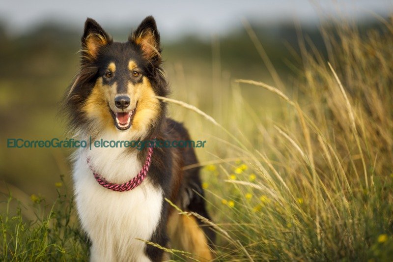 Las claves para el cuidado de la salud de los perros 2