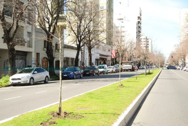 La Avenida 7 de La Plata sumó casi un centenar de nuevos tilos 2