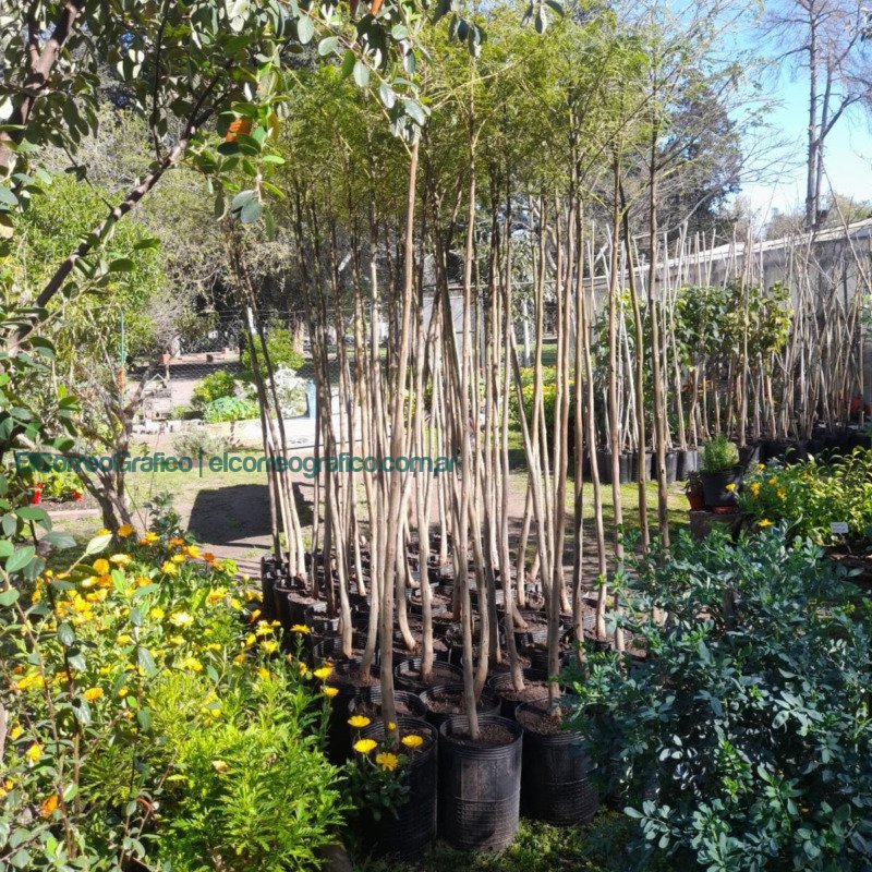 La Plata da un paso al frente en la lucha contra el cambio climático con la plantación de 300 árboles en el Paseo del Bosque