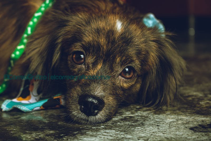 Noviembre, mes de la Mascota Diabética: Todo lo que necesitás saber retrato de perritoNoviembre, mes de la Mascota Diabética: Todo lo que necesitás saberPhoto by <a href="https://www.pexels.com/@necon?utm_source=instant-images&utm_medium=referral" target="_blank" rel="noopener noreferrer">Daniel Teran</a> on <a href="https://pexels.com" target="_blank" rel="noopener noreferrer">Pexels</a>