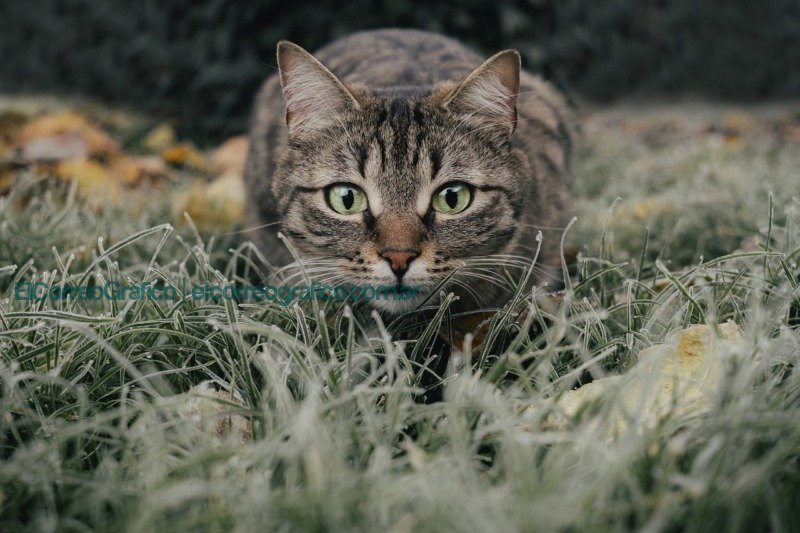 Noviembre, mes de la Mascota Diabética: Todo lo que necesitás saber gato, atigrado, campoNoviembre, mes de la Mascota Diabética: Todo lo que necesitás saberPhoto by <a href="https://pixabay.com/users/miezekieze-607096/?utm_source=instant-images&utm_medium=referral" target="_blank" rel="noopener noreferrer">miezekieze</a> on <a href="https://pixabay.com" target="_blank" rel="noopener noreferrer">Pixabay</a>