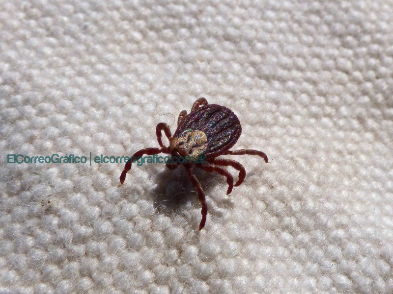 mite, tick, paparraCómo elegir el mejor antiparasitario para mascotas: efectividad y economía