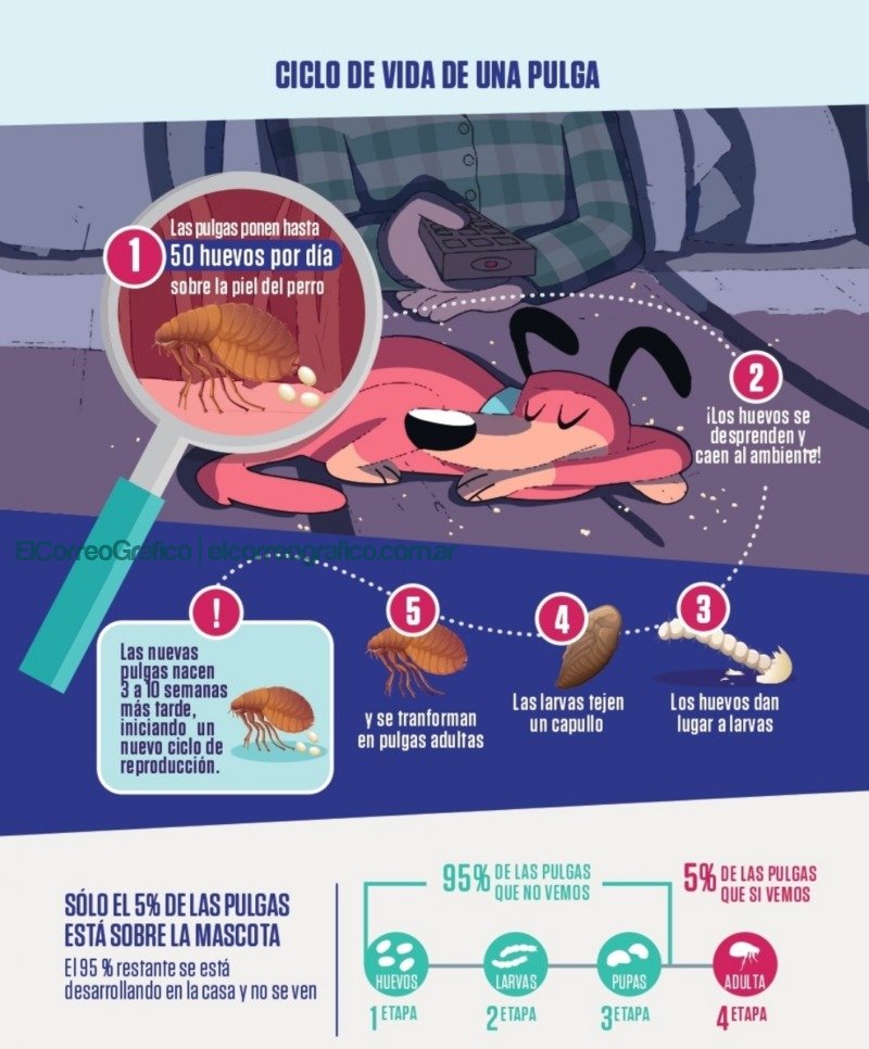 Ciclo de la Pulga MSD Salud Animal Cómo elegir el mejor antiparasitario para mascotas, efectividad y economía