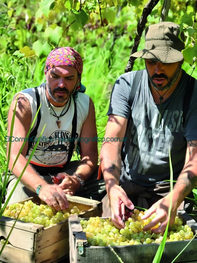 Vinos de Berisso, Rescatando el terruño y la tradición centenaria en la Provincia de Buenos Aires Sebastián Casali 1
