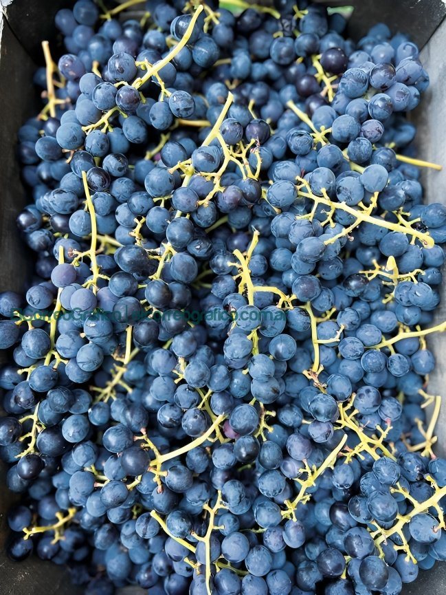 Vinos de Berisso, Rescatando el terruño y la tradición centenaria en la Provincia de Buenos Aires Sebastián Casali 2
