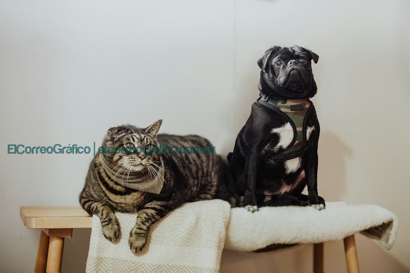 black pug on white textile Cómo elegir el mejor antiparasitario para mascotas: efectividad y economía