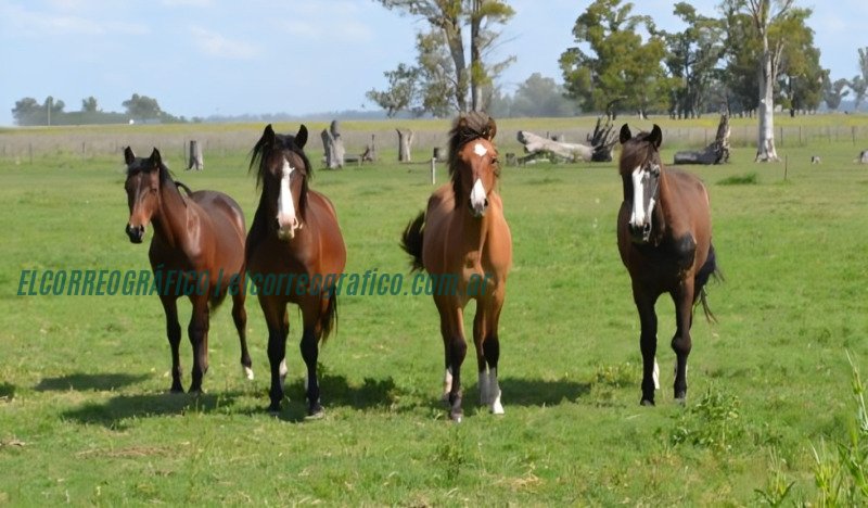 Caballo Criollo recibe la denominación Marca País en la Exposición Rural 2024 1