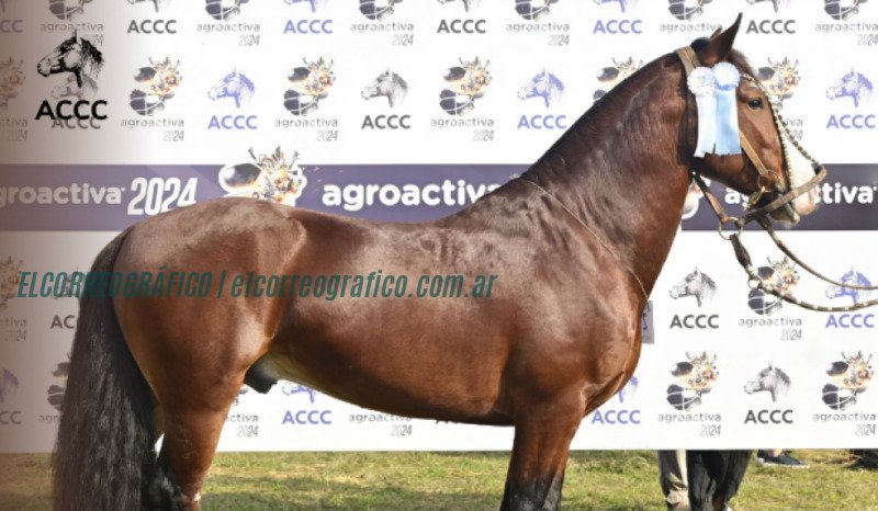 Caballo Criollo recibe la denominación Marca País en la Exposición Rural 2024 2