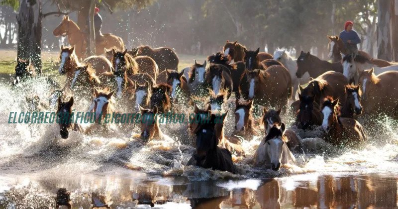 Caballo Criollo recibe la denominación Marca País en la Exposición Rural 2024 4