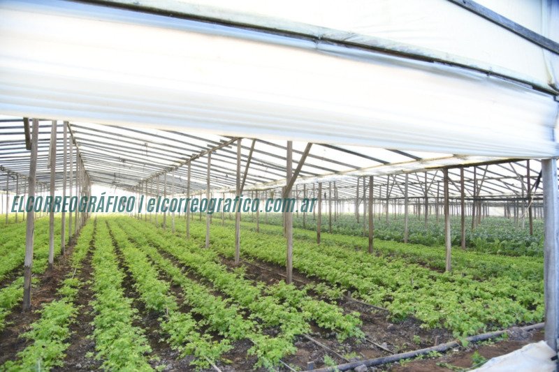 Control de calidad en el Mercado Regional La Plata refuerza la seguridad alimentaria5