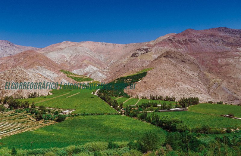 La tradición del Pisco Chileno. Un destilado emblemático 4