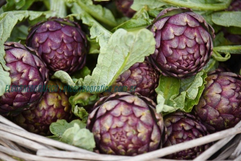 15° Fiesta del Alcaucil, Un festival gastronómico en Meridiano V 1
