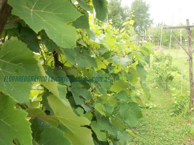 El crecimiento del vino bonaerense. un recorrido por su historia, presente y futuro 2