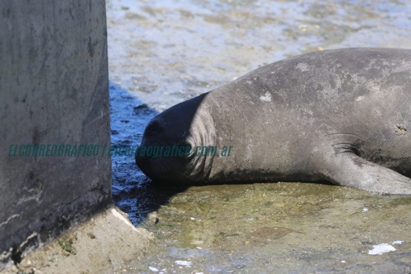 Rescate de un elefante marino en Ringuelet: Coordinación exitosa entre el municipio y especialistas Rescate de un elefante marino en Ringuelet. Coordinación exitosa entre el municipio y especialistas