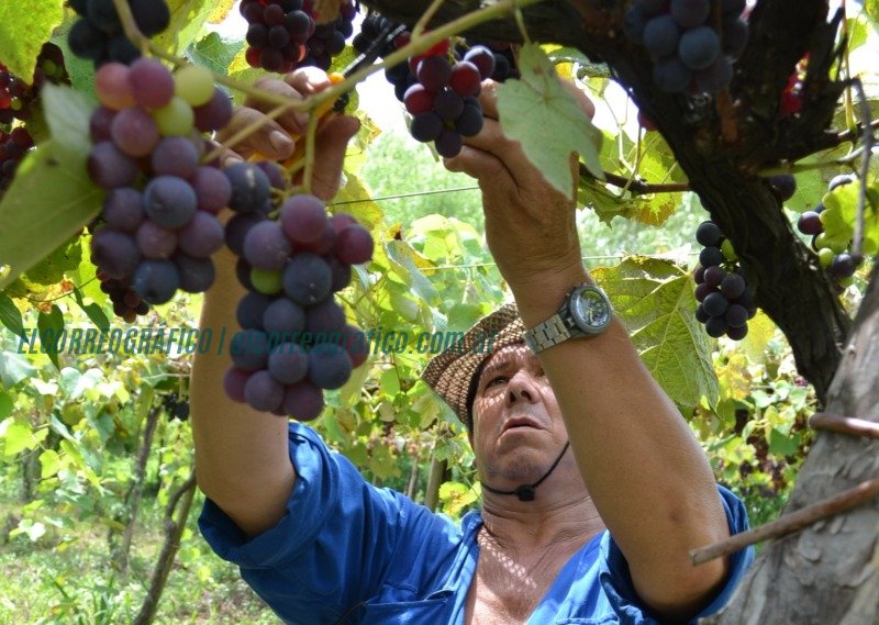 Vino de la Costa, parral El crecimiento del vino bonaerense. un recorrido por su historia, presente y futuro Fiesta del Vino de la Costa: Diputados Bonaerenses aprueba la Fiesta Provincial del Vino en Berisso