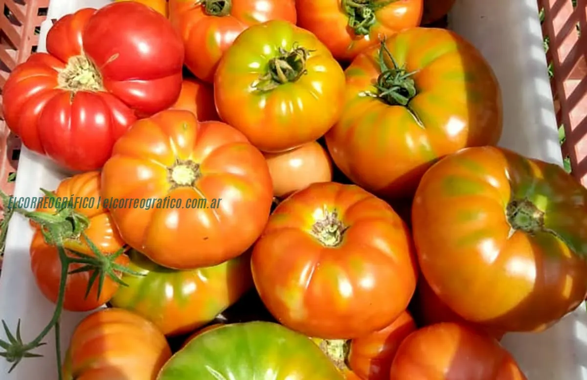 La Plata celebra la 20ª Fiesta del Tomate Platense con actividades y música 2La 21° Fiesta del Tomate Platense vuelve este sábado con entrada gratis