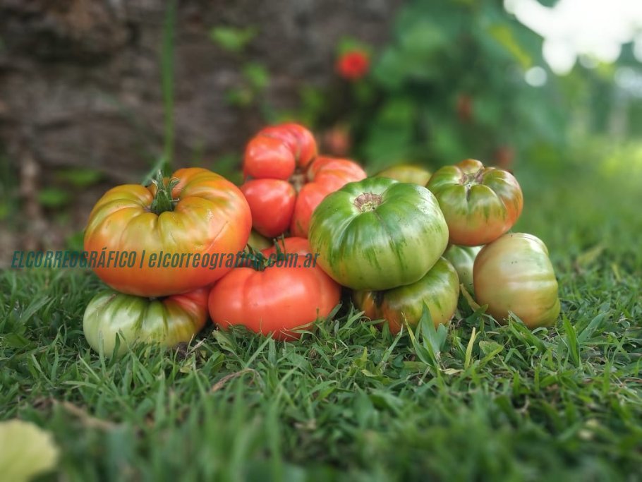 La Plata celebra la 20ª Fiesta del Tomate Platense con actividades y música La Plata celebra la 20ª Fiesta del Tomate Platense con actividades y música 3