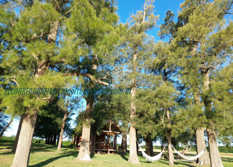 laguna polvaredas Bosque, Campo y Laguna de las Polvaredas, Una alternativa verde, innovadora y económica en el campo01