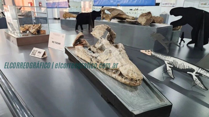 Camila Sofía Torossian: La joven estudiante de geología de Berisso que brilla en el Museo Olsacher de Neuquén Camila Sofía Torossian. La joven estudiante de geología de Berisso que brilla en el Museo Olsacher de Neuquén 03