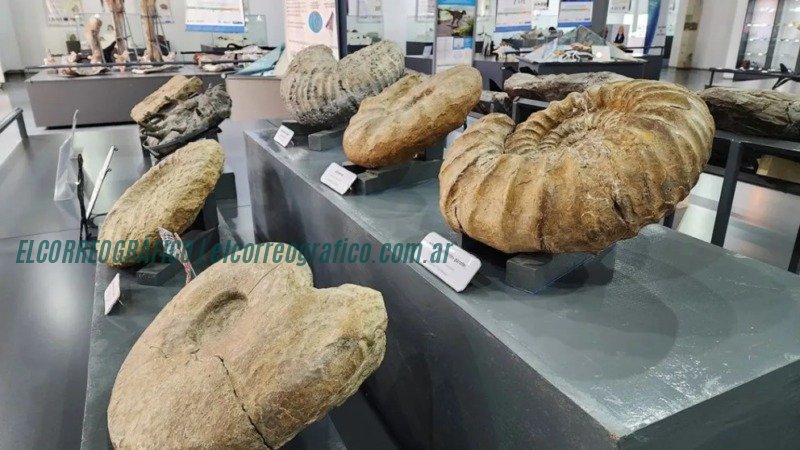 Camila Sofía Torossian: La joven estudiante de geología de Berisso que brilla en el Museo Olsacher de Neuquén Camila Sofía Torossian. La joven estudiante de geología de Berisso que brilla en el Museo Olsacher de Neuquén 04