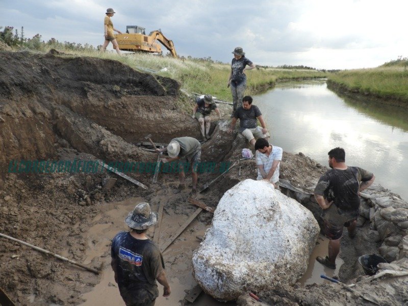 Fósil de ciervo de 15.000 años encontrado en General Guido 2