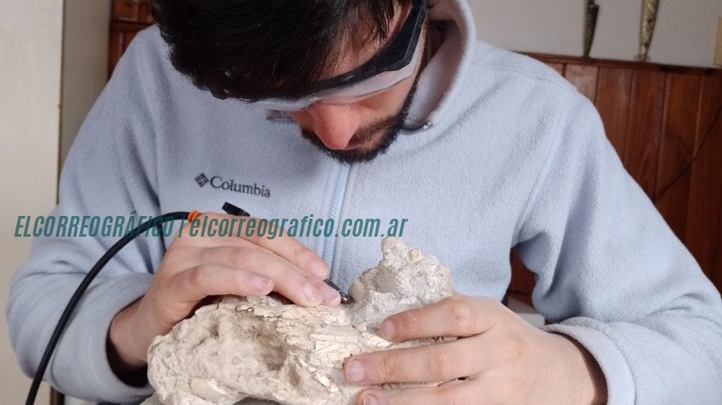 Fósil de ciervo de 15.000 años encontrado en General Guido Fósil de ciervo de 15.000 años encontrado en General Guido 4