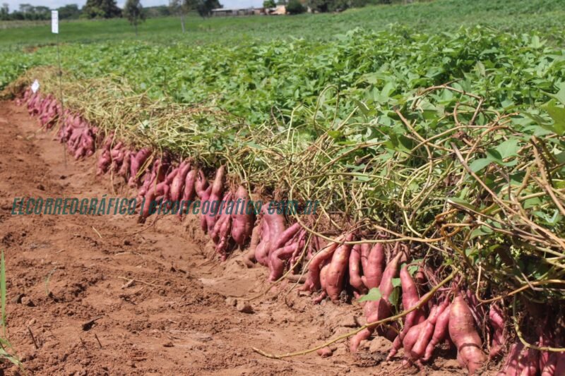 Meridiano V se prepara para la 3° Feria Regional de la Batata 5