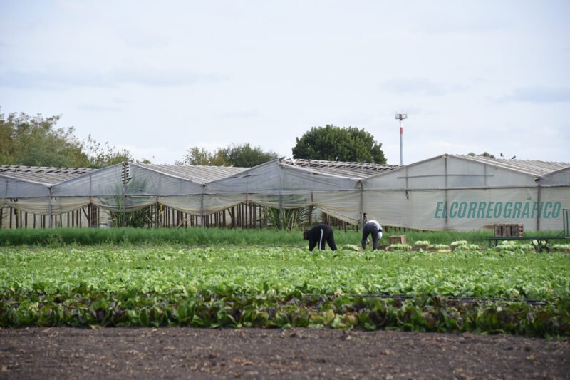 Relevamiento Florihortícola Platense 2025, 2.826 explotaciones y 6.225 empleos 1
