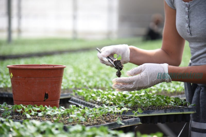 Relevamiento Florihortícola Platense 2025, 2.826 explotaciones y 6.225 empleos 2